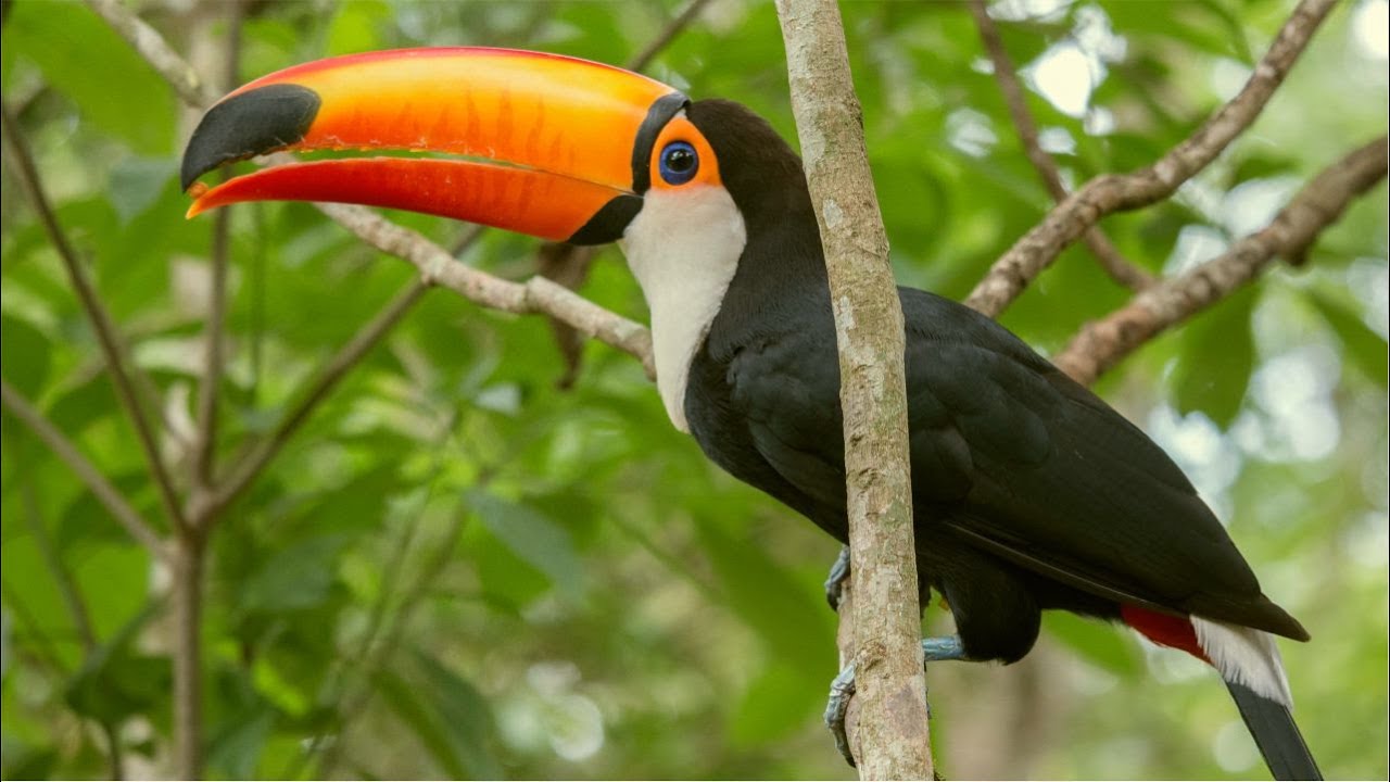 O Lindo Canto do Tucano Toco e Tucano do Bico Amarelo