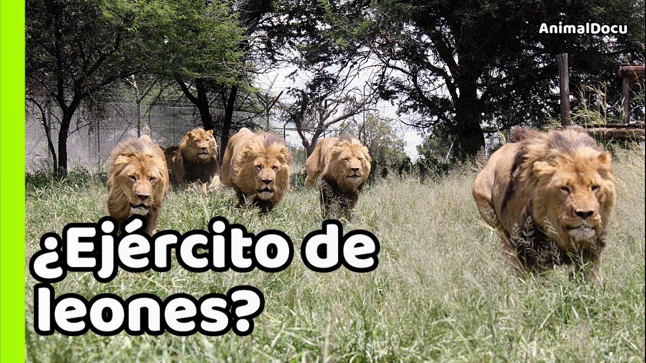 LEONES SKYBED: LA COALICIÓN DE 9 ENORMES REYES
