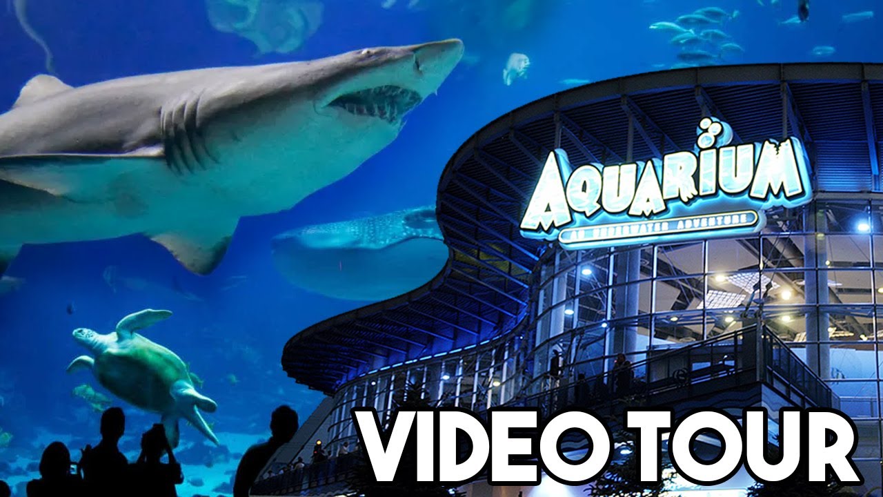 Downtown Denver Aquarium | Video Tour