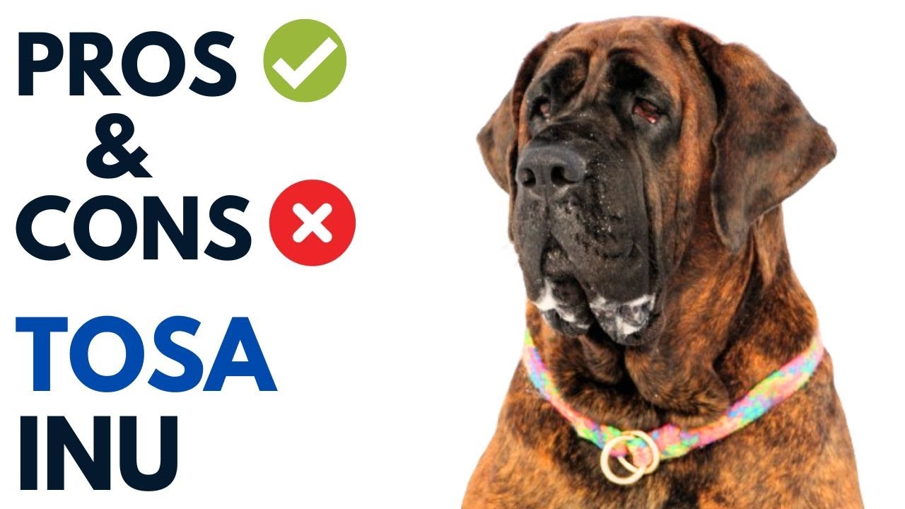 Tosa Inu Pros and Cons | Tosa-Ken Japanese Mastiff Dog Advantages and Disadvantages