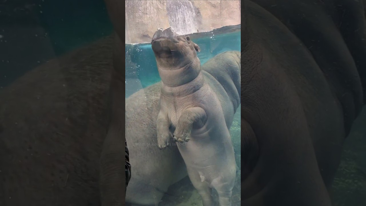 Hippo's Secret Moves