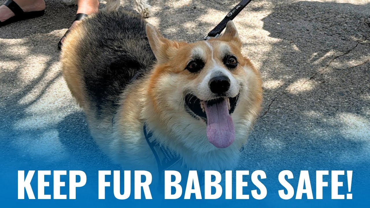 Low-Cost Pet Vaccines at Wilson Park!