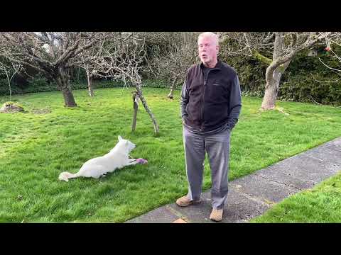 The best and worst things about owning a Jindo! (Mac)