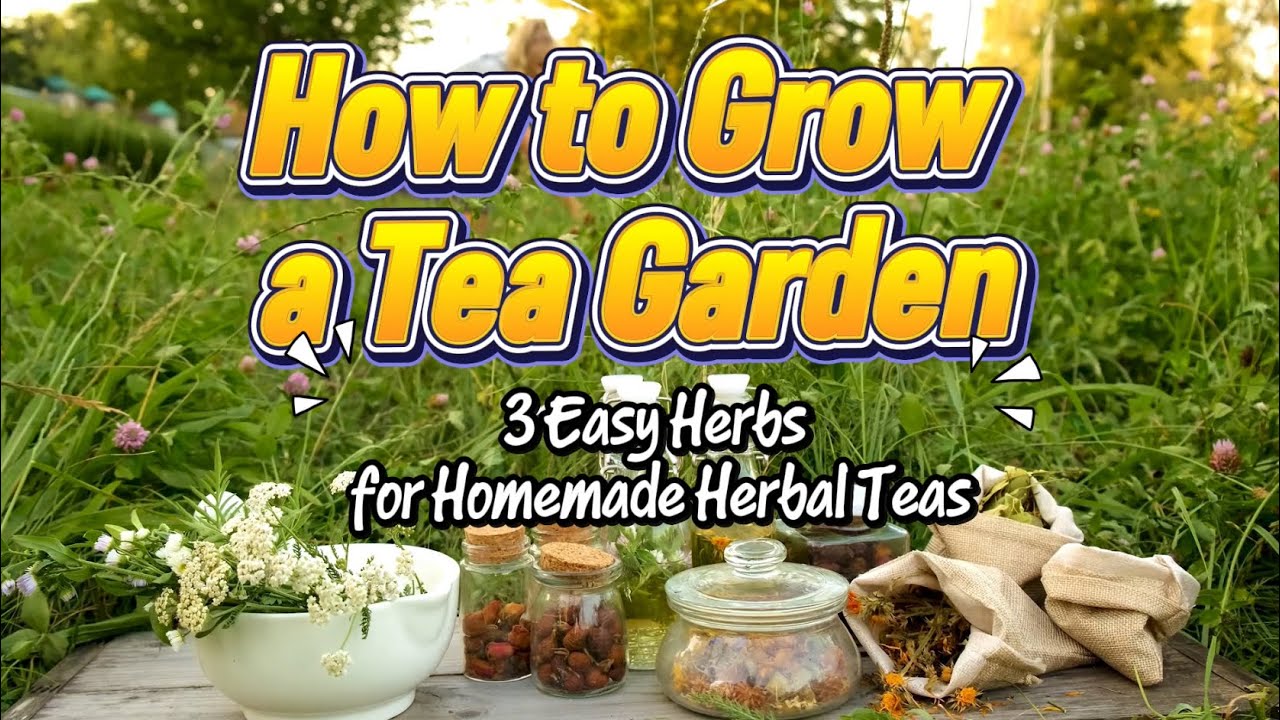 How to Grow a Tea Garden at Home