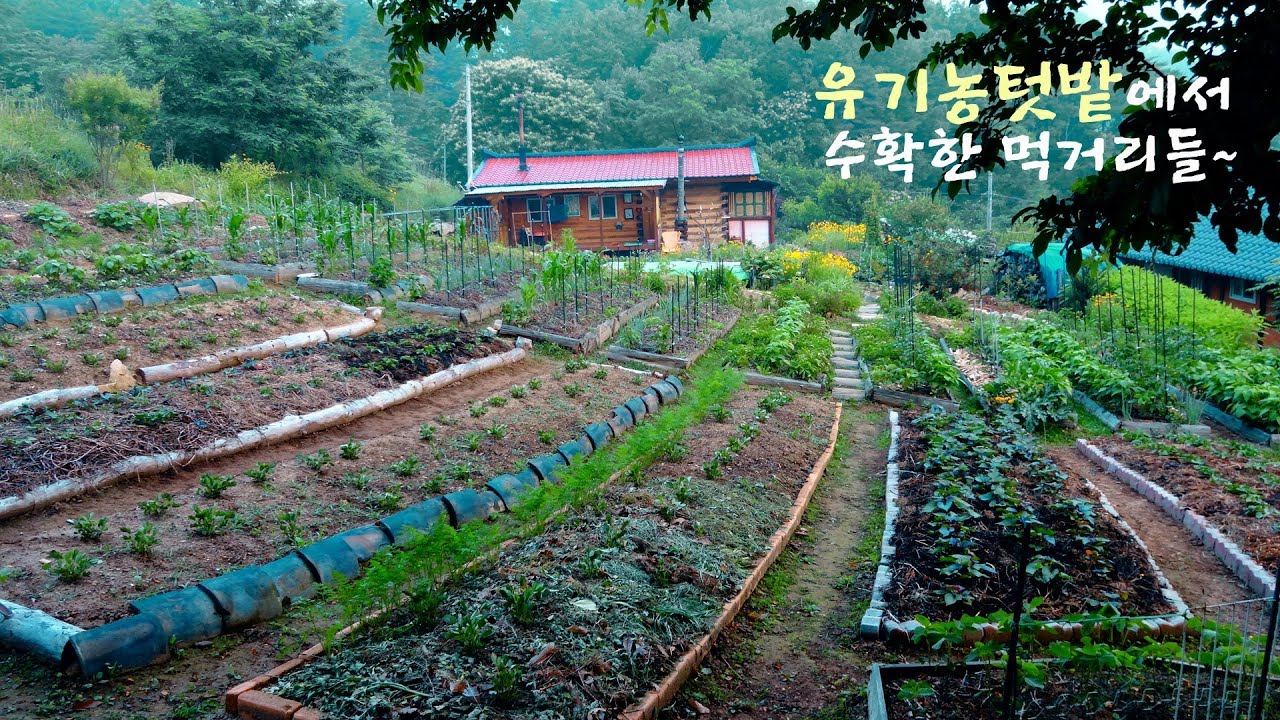 봄부터 가을까지의 시골집 유기농텃밭~!!