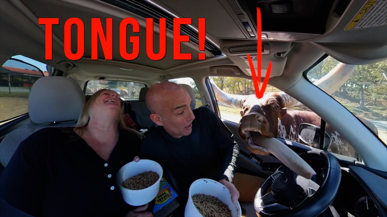 Virginia Safari Park.  Best Place For A Large Tongue In Your Car.