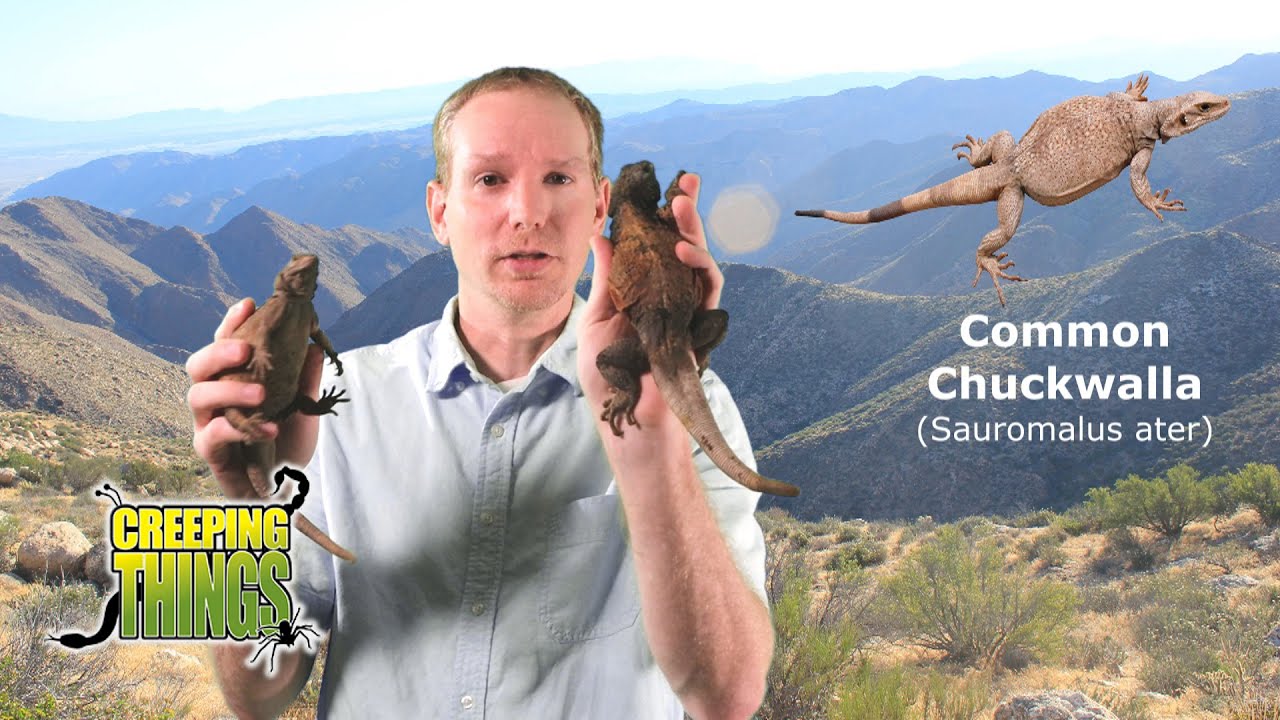 Chuckwalla Lizards!