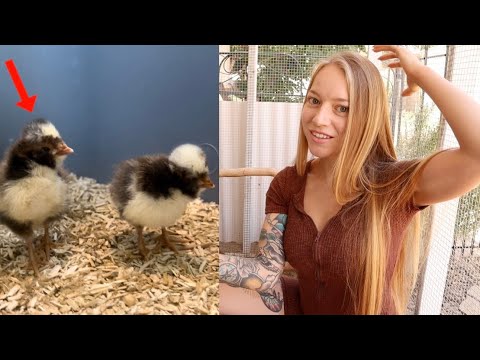 Sexing Polish Chickens - Frizzle/Smooth