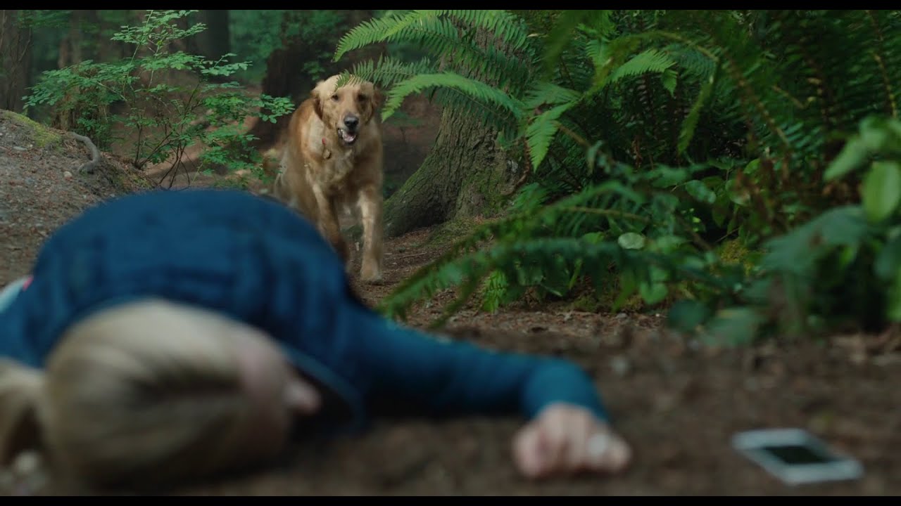 Enzo saved Eve - The Art Of Racing In The Rain | Scene City