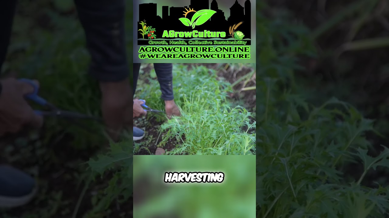 Grow Mizuna: Quick & Easy Guide to Leafy Greens