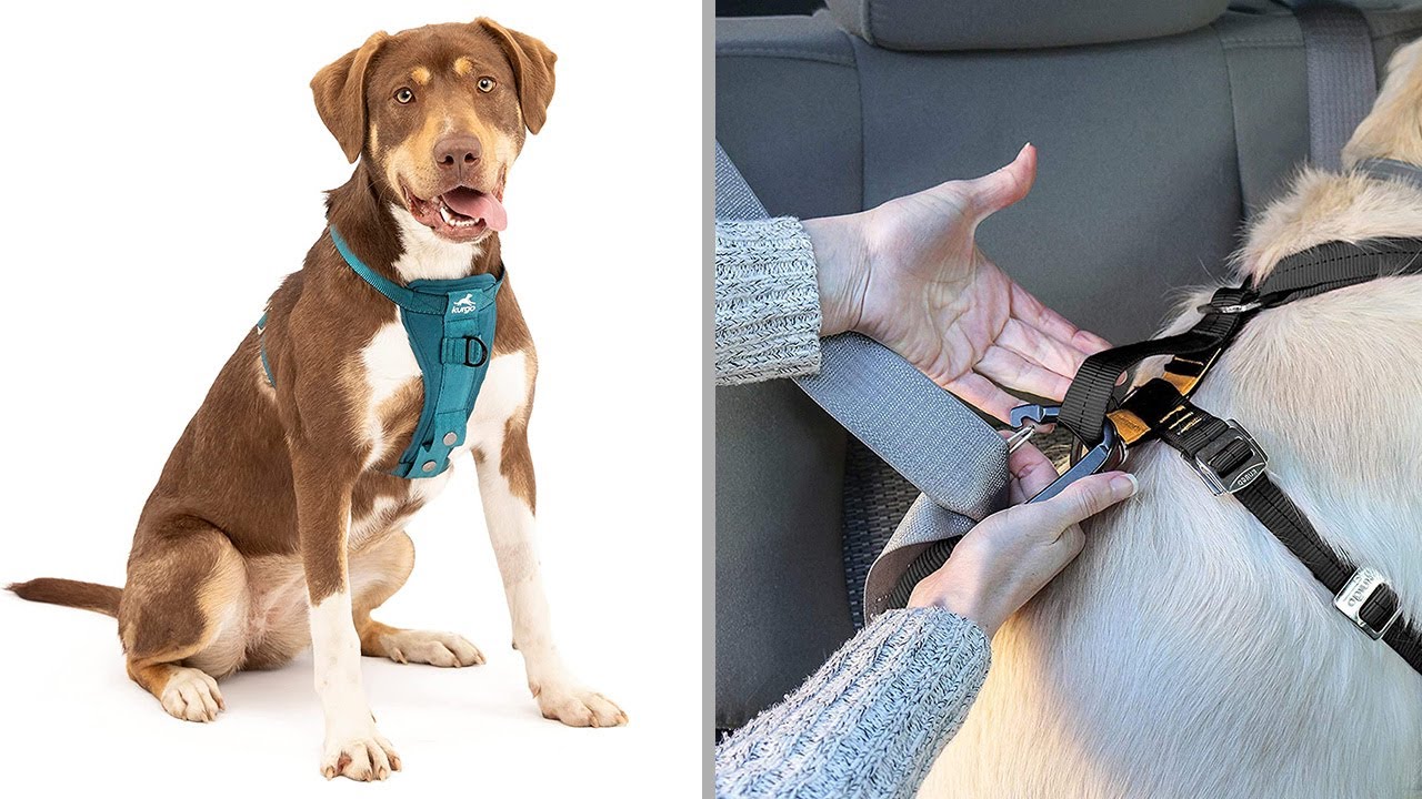 Why You Should Buy the Kurgo Tru-Fit Enhanced Strength Dog Harness