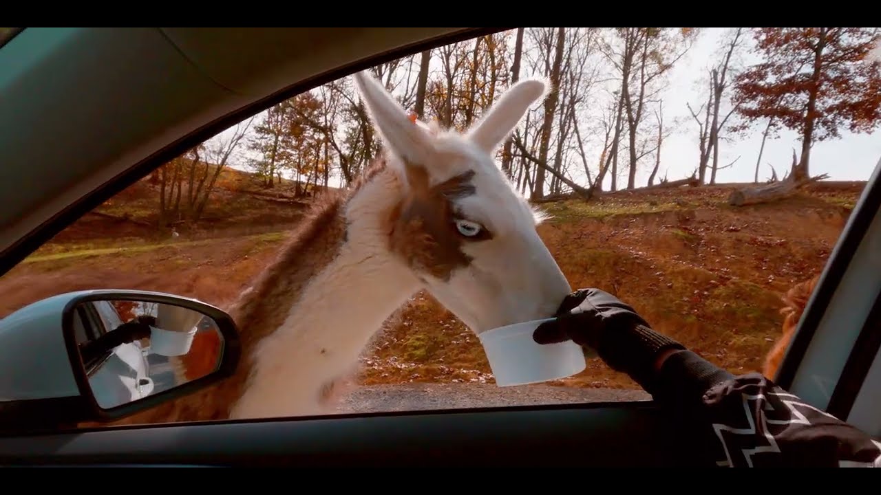 Virginia Safari Park: Ultimate Drive-Thru Safari & Zoo Experience!