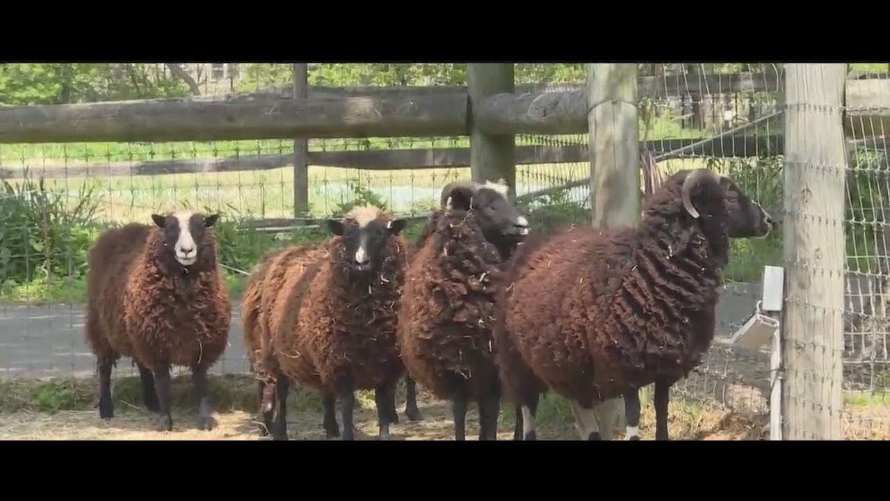 Queens County Farm Museum