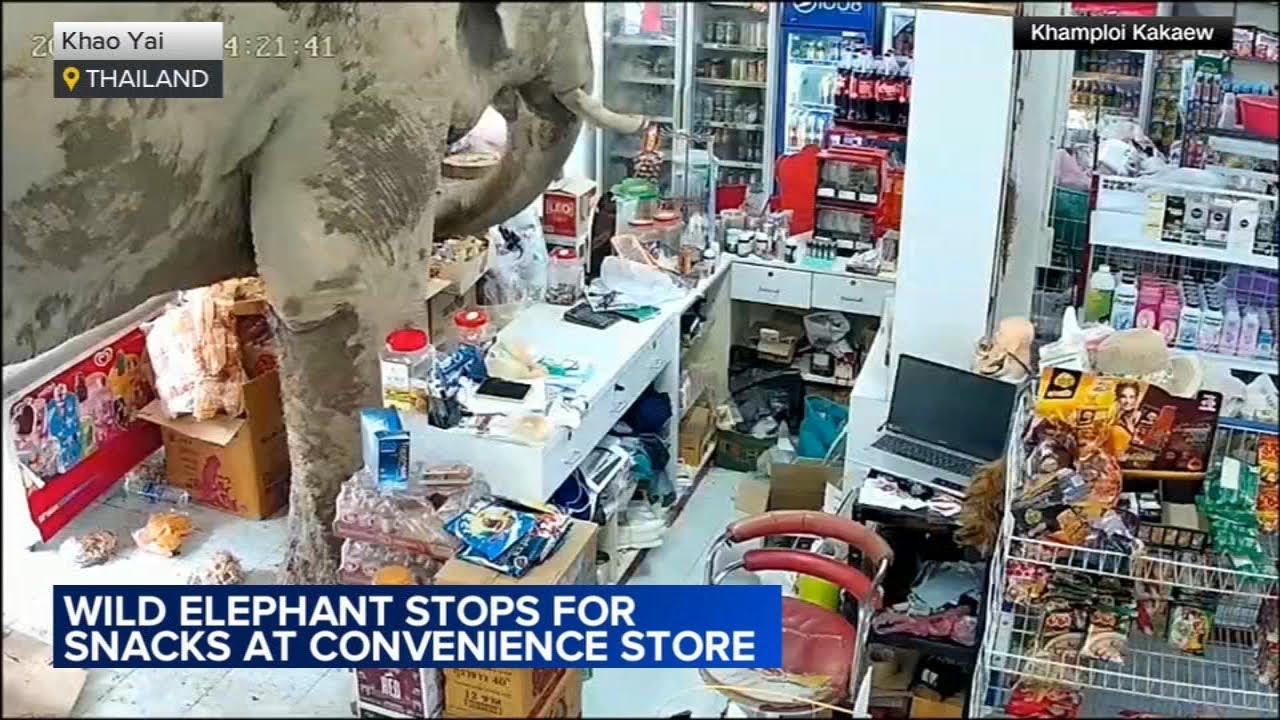 Video shows wild elephant take snacks from Thai store