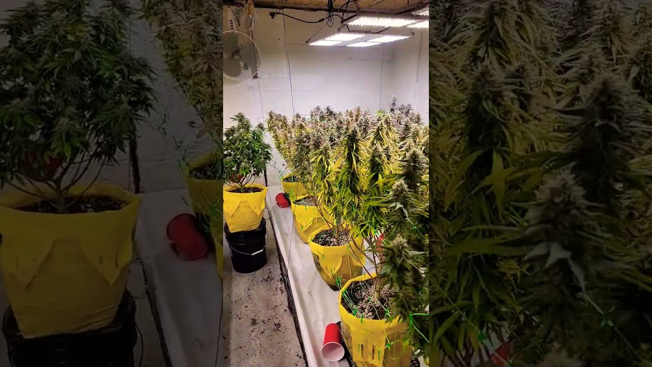 indoor cannabis yield