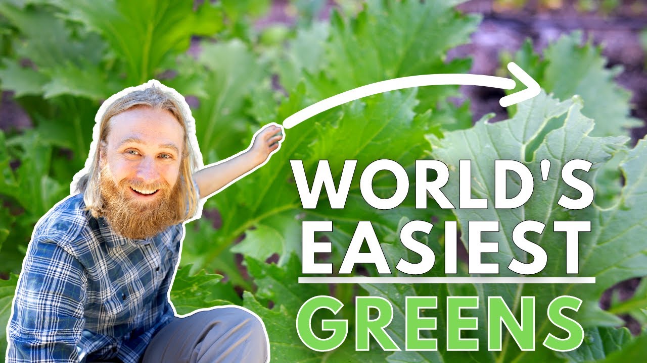 How to Grow Mizuna: The Leafy Green You Aren't Growing (But Should)