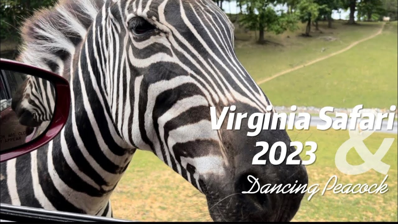 Virginia Safari Park Quick Tour | Drive-thru Virginia safari tour