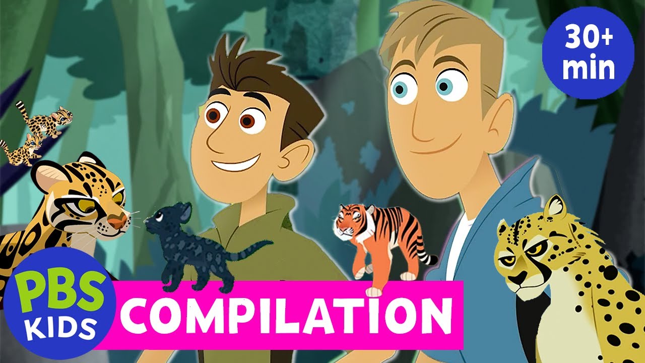 Wild Kratts | The Best Wild Cat Adventures from the Wild Kratts Compilation 🐅 | PBS KIDS