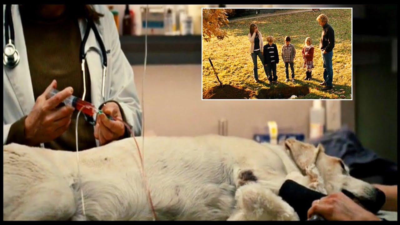 Marley & Me - Marley gets put down  (Lead up + Aftermath)