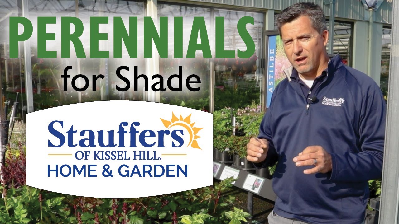 Stauffers of Kissel Hill | Perennial Plants for Shade