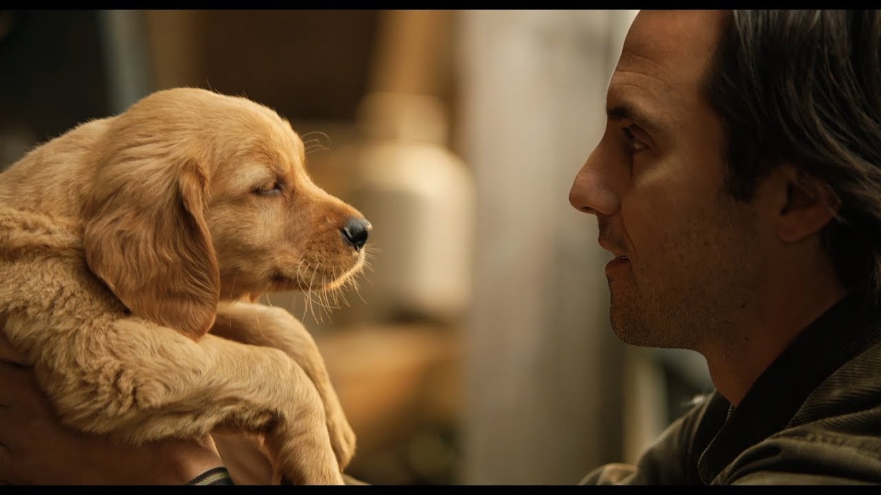 THE ART OF RACING IN THE RAIN | OFFICIAL HD CLIP | 2019