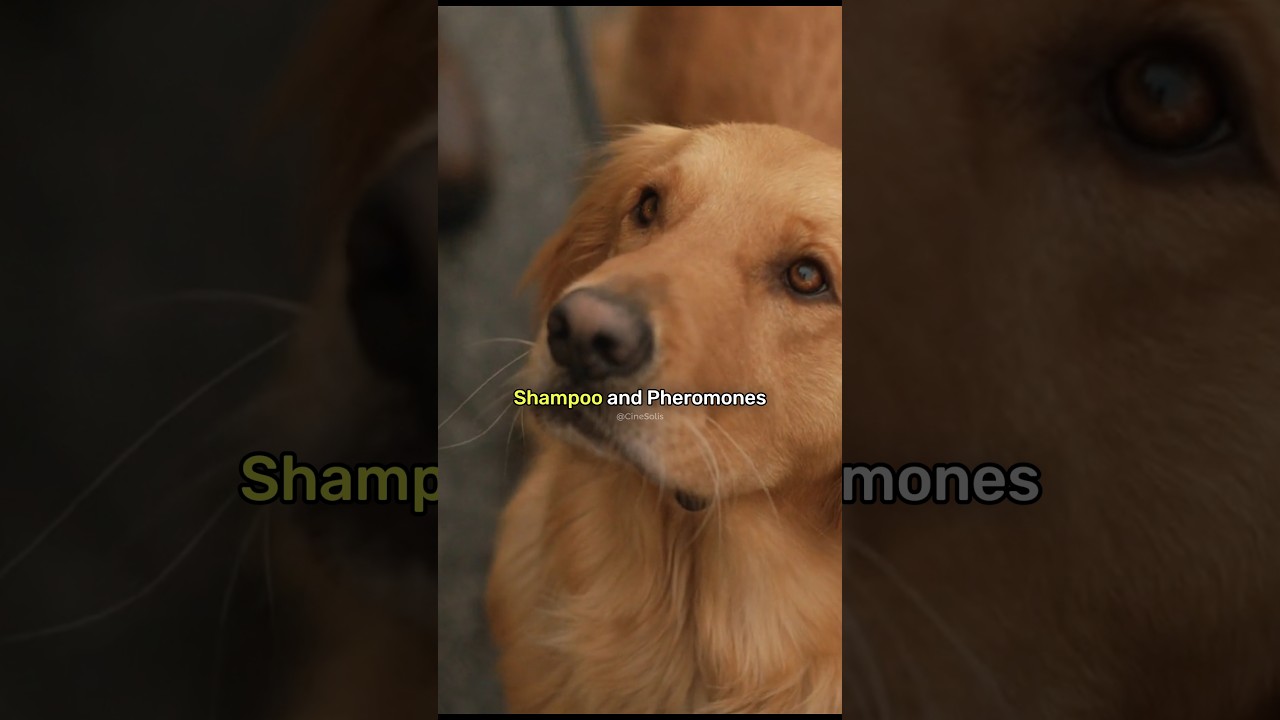 Enzo's First Impression with Eve | 🍿Film -The Art of Racing in the Rain