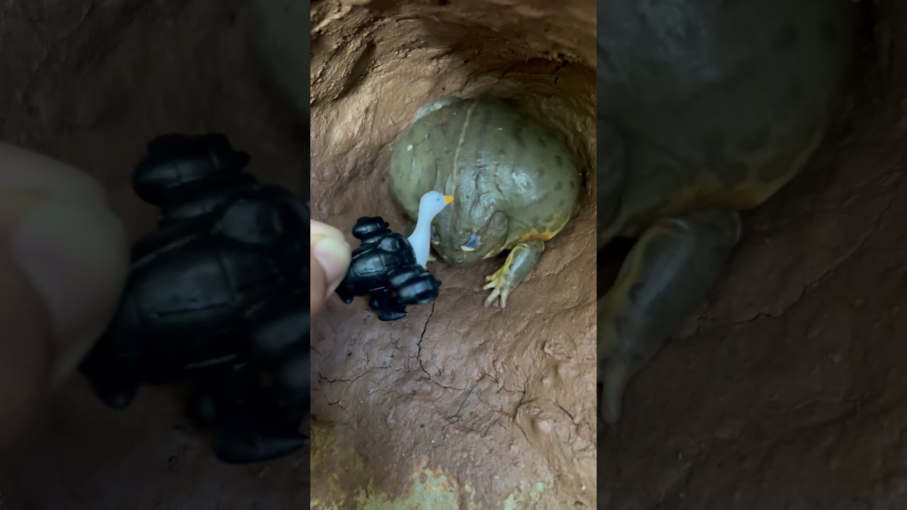 OMG!😱 Giant Frog Got Mad at Bombombini Gussini 🤭👉🪿💣 #shorts #frog #funny
