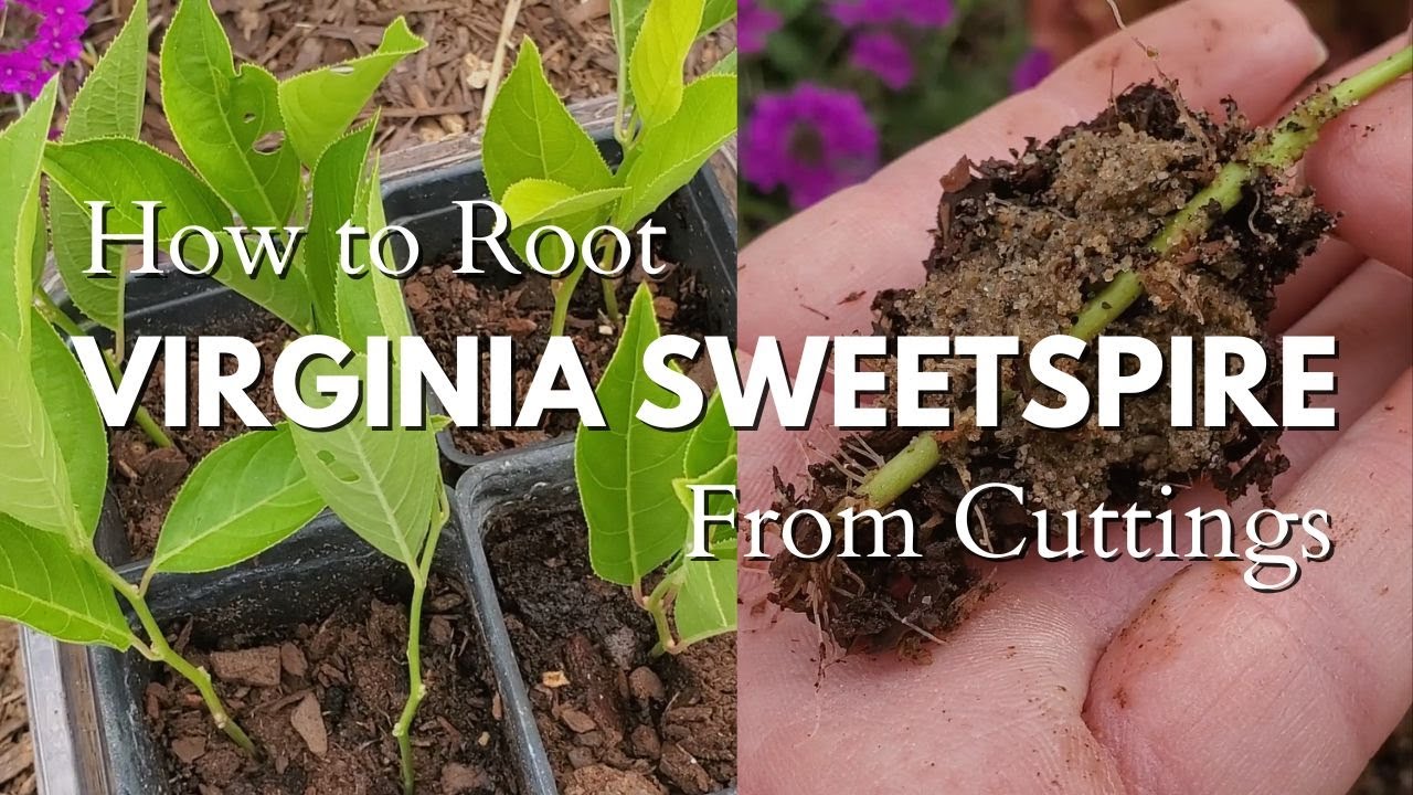 How to Easily Propagate Itea virginica (Virginia Sweetspire) from Cuttings!