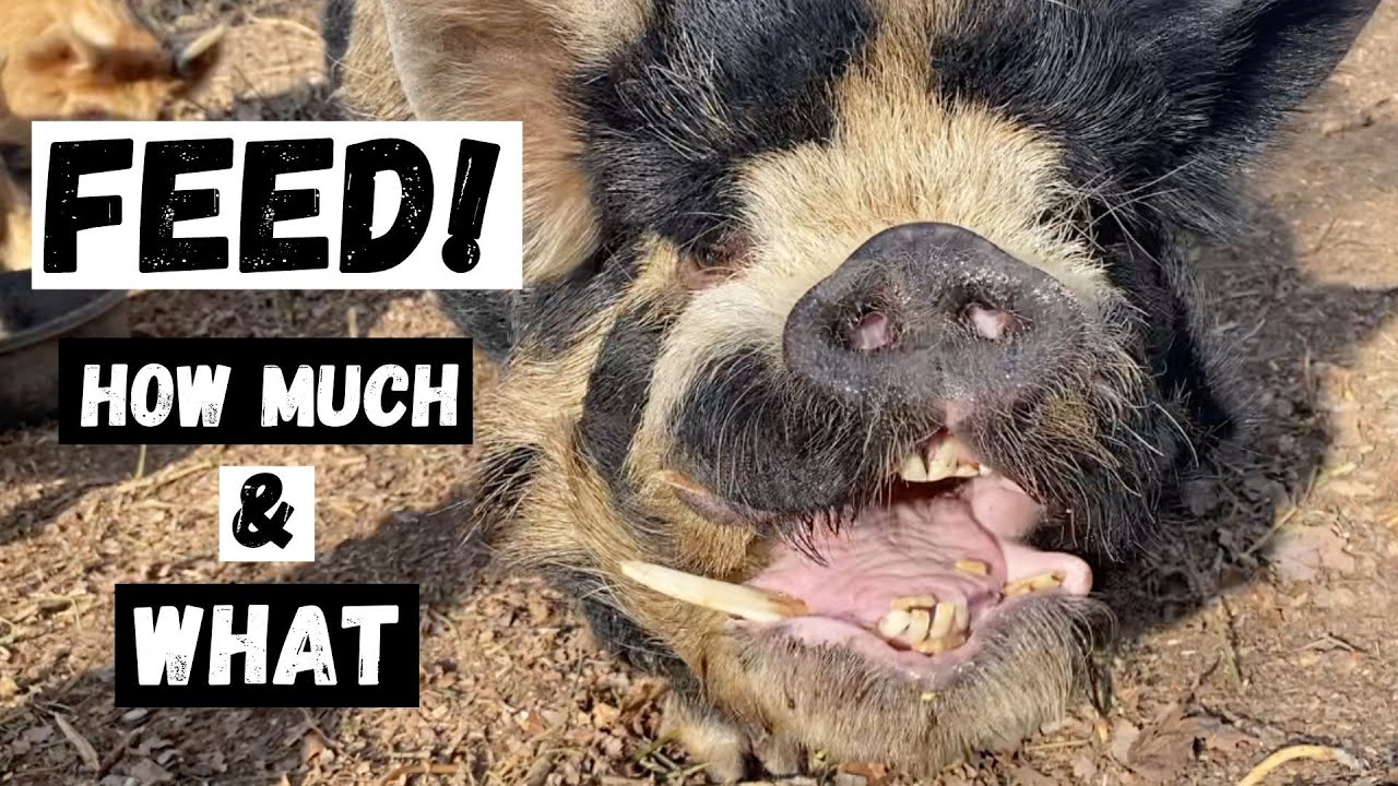 What we feed our animals!