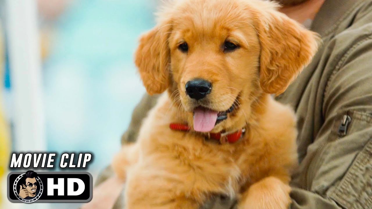 THE ART OF RACING IN THE RAIN Clip - Doesn't Rain On Him (2019)