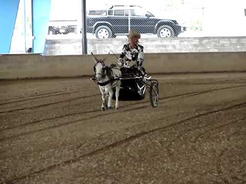 Miniature Donkeys Great Celebration Donkey Show - Part 3