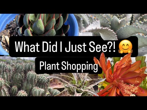 Jade Gardens REOPENED… and What I Saw Left Me Speechless (Plant Shopping 🤗)