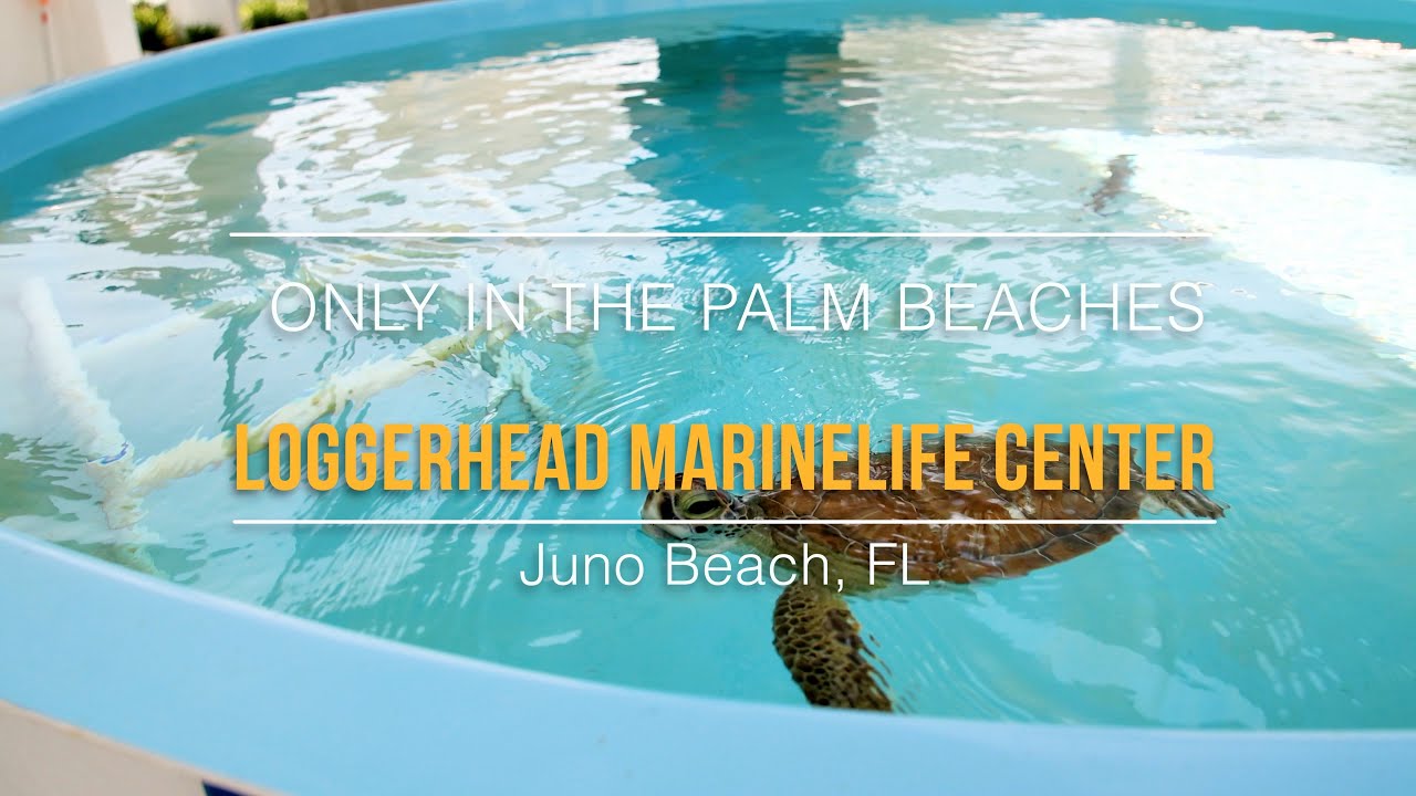 Loggerhead Marinelife Center | Only In The Palm Beaches 🐢