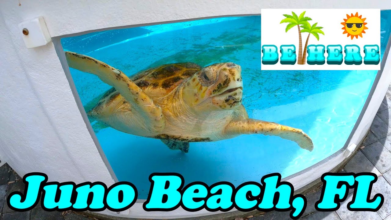BE HERE: Visiting The Loggerhead Marine Life Center in Beautiful Juno Beach, FL