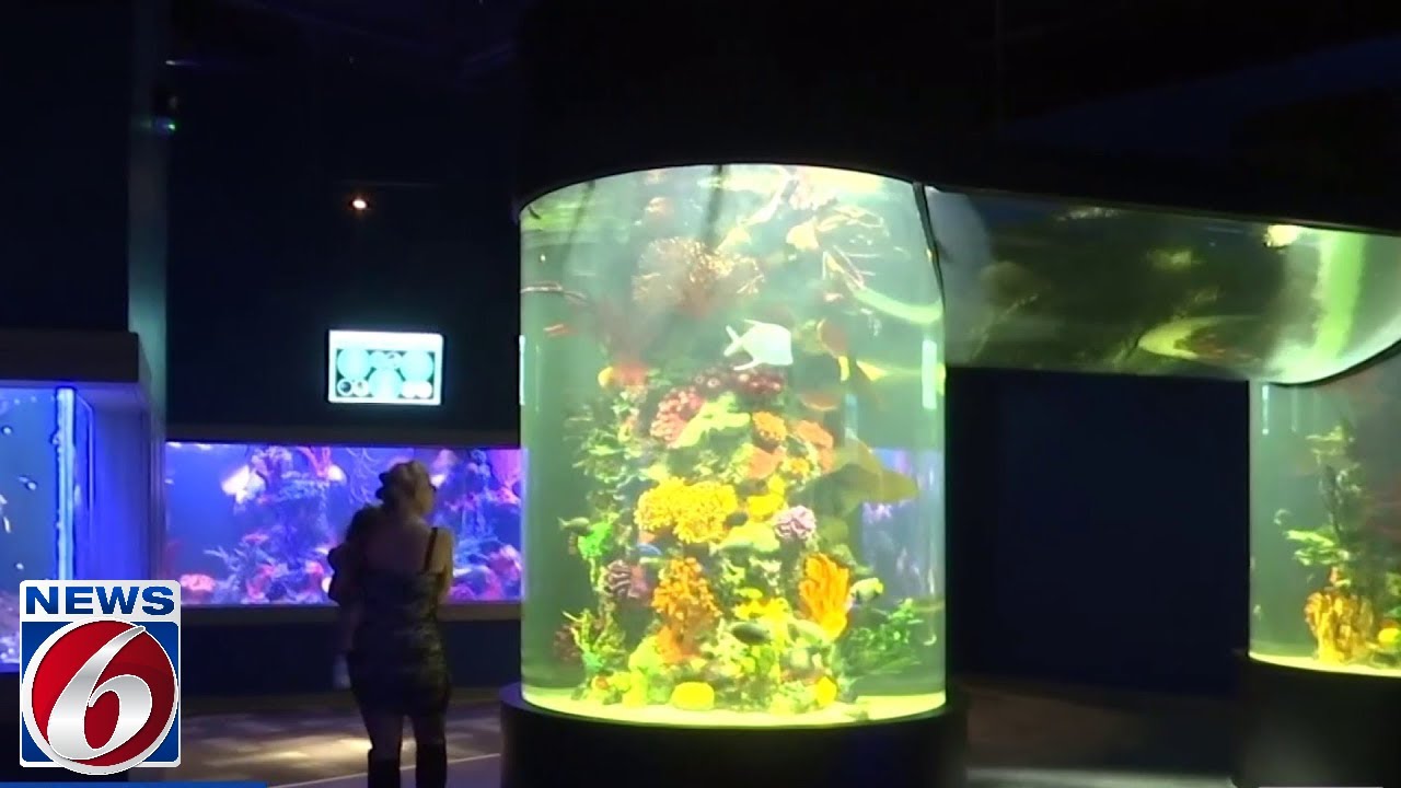 Daytona Aquarium and Rainforest Adventure opens