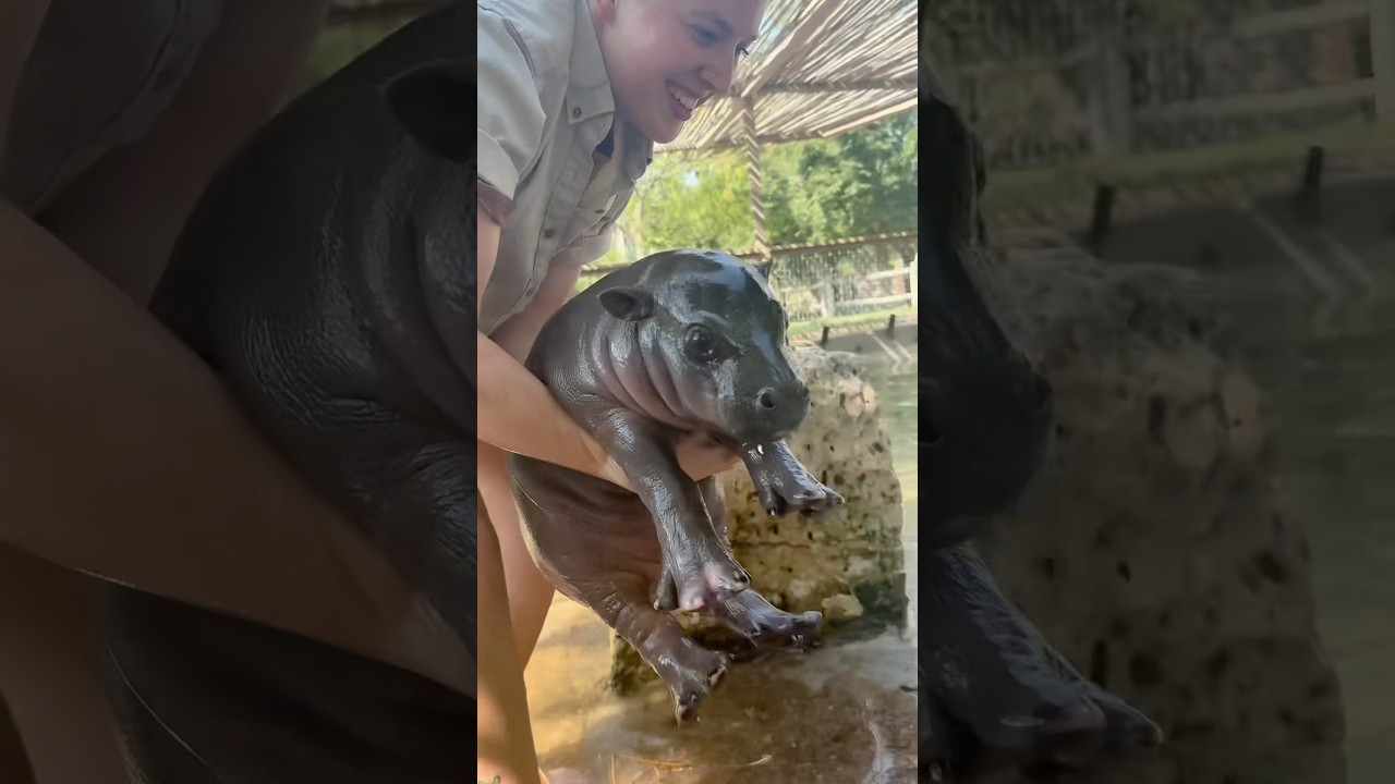 Robert Irwin’s got nothin’ on Keeper Sierra… #hippo #babyhippo #mars #kansas