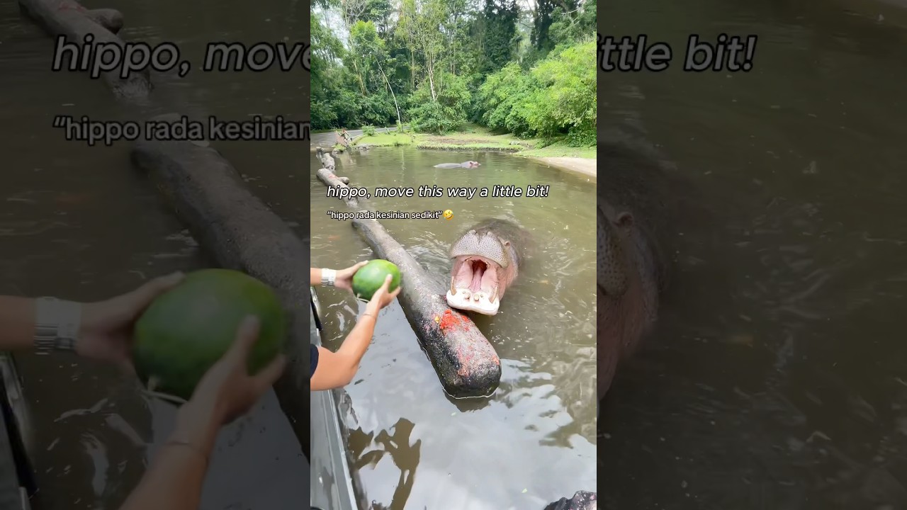 This Man Was Surprised the Hippo Actually Understood His Instruction!