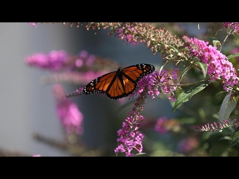 Nebraska Stories | A Day in the Life of Lauritzen Gardens