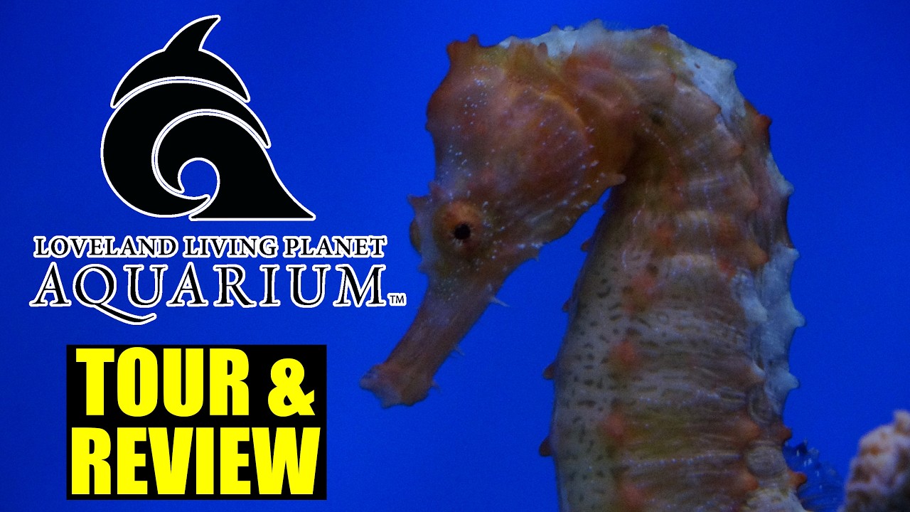 Loveland Living Planet Aquarium Tour & Review with The Legend