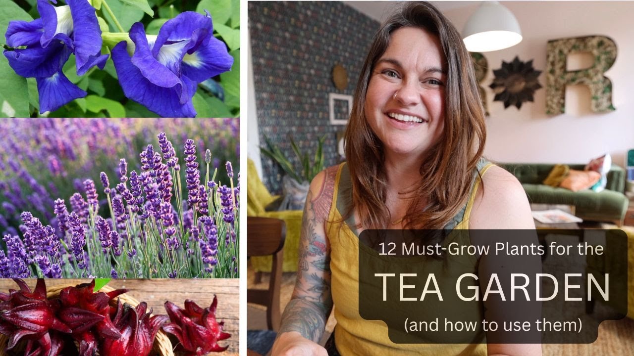 What I'm growing in my TEA GARDEN (12 plants and how to use them)