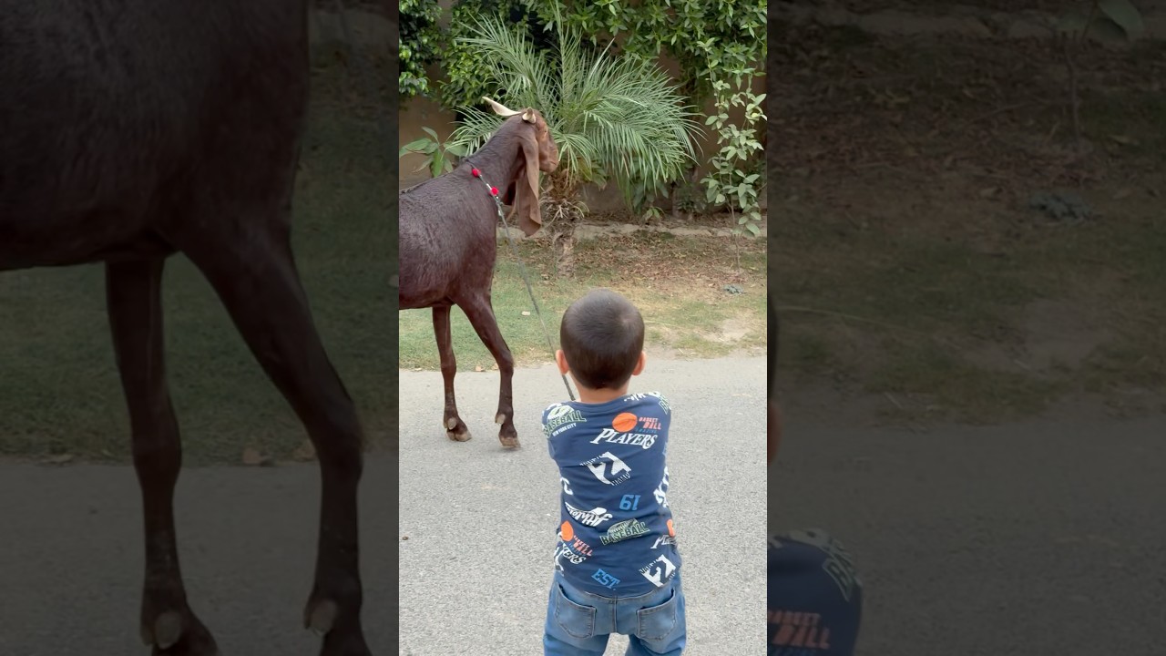 #eidmubarak #eid #eidspecial #goat #song #singer #coversong #cover #trending #cutebaby #eidedition