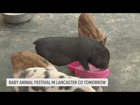 Baby Animal Festival at Cherry Crest Farm